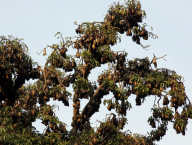 Fruit bat tree (Cameroon)